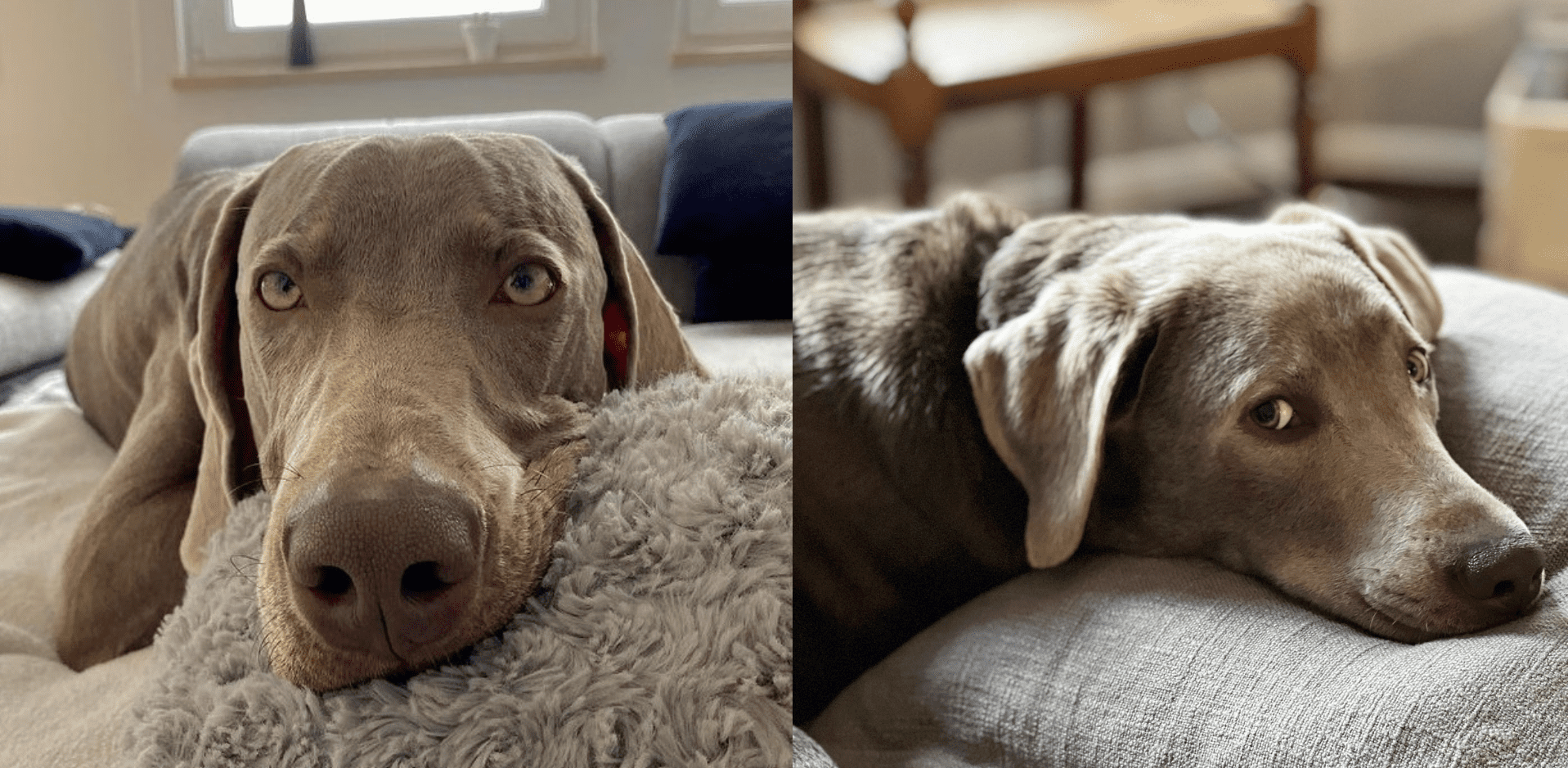 Silver Lab vs Weimaraner Which is a Better Family Dog? K9 