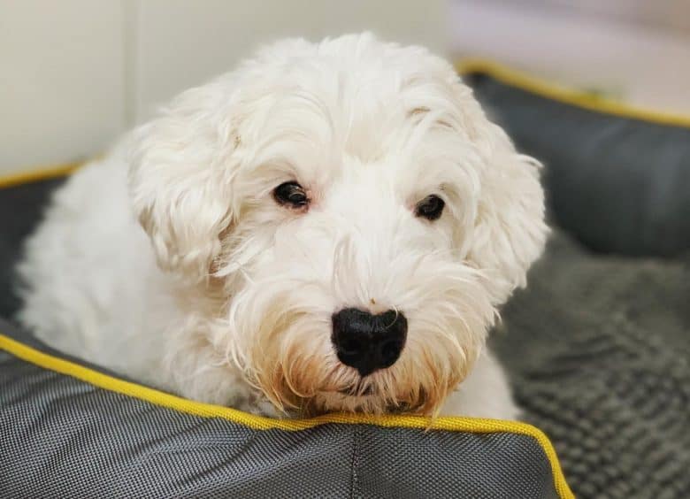 A Sealyham Terrier lying on a dog bed