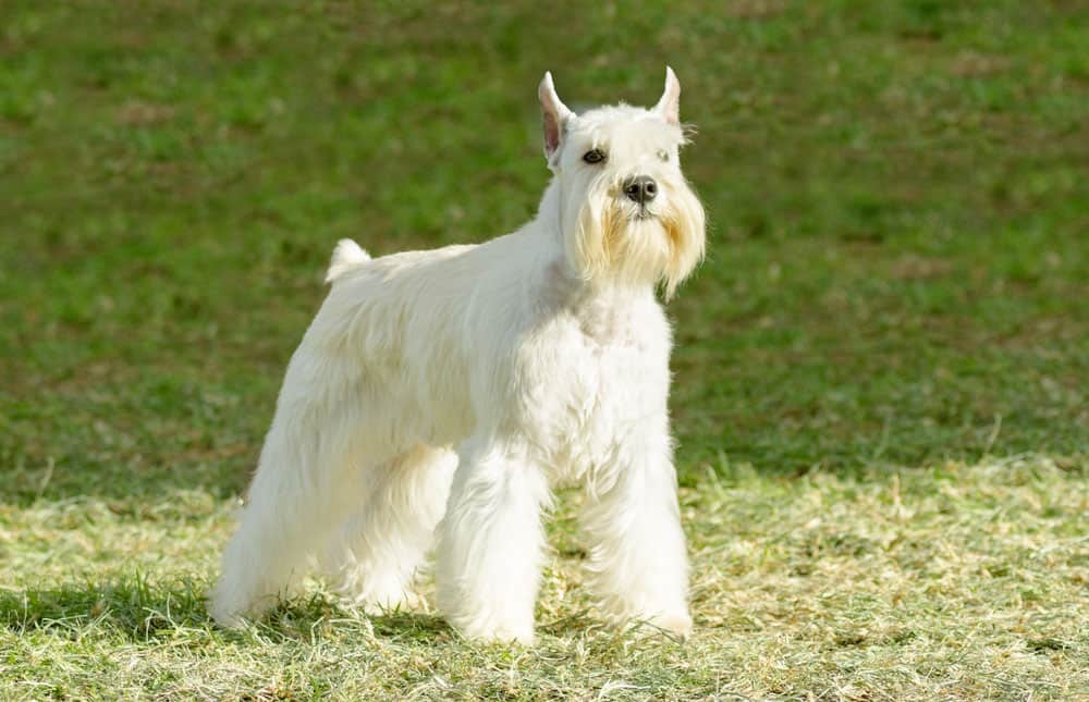 A white salt Miniature Schnauzer dog standing on the grass