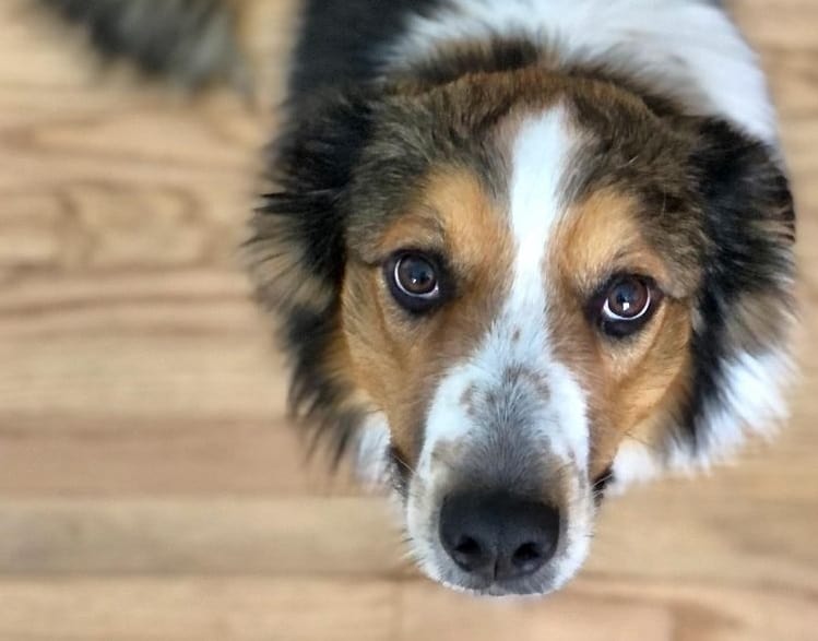 Can Dogs Eat Ice Cream? When It's Safe for Dogs and When It's Not? 2 An English Shepherd looking up