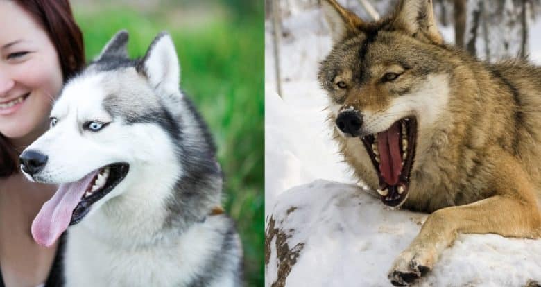 A smiling Siberian Husky and a Wolf