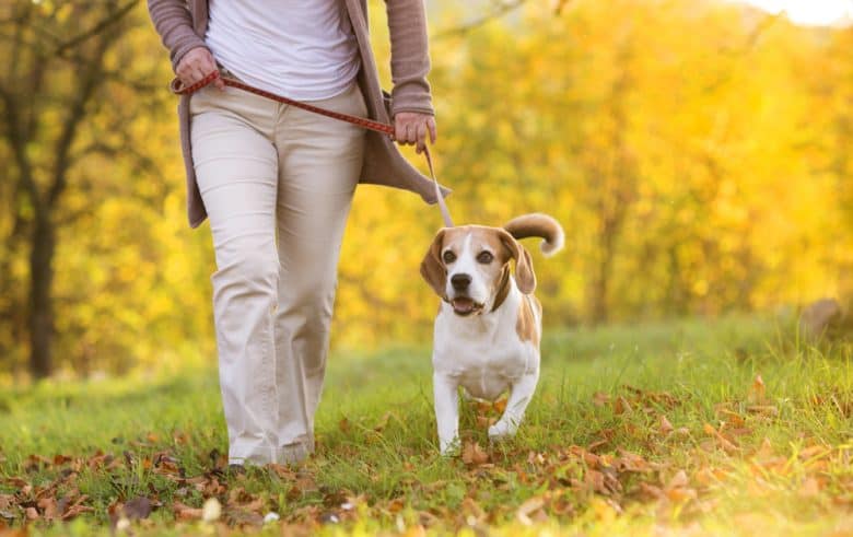 Woman walking her Beagle dog in countryside