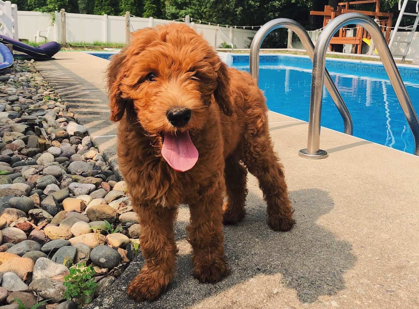 Young Red Goldendoodle beside the pool