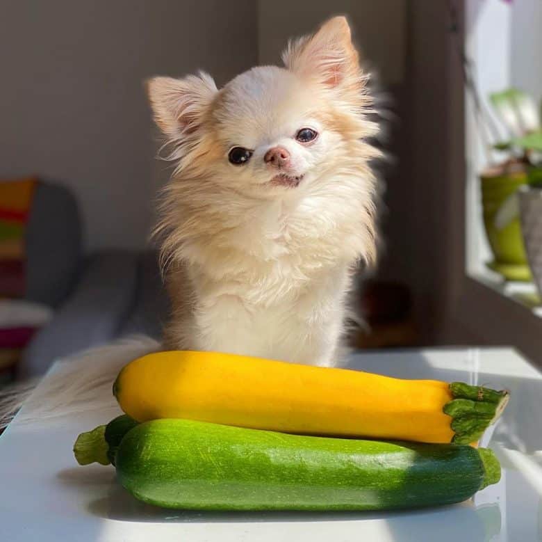 A Chihuahua with two pieces of zucchini