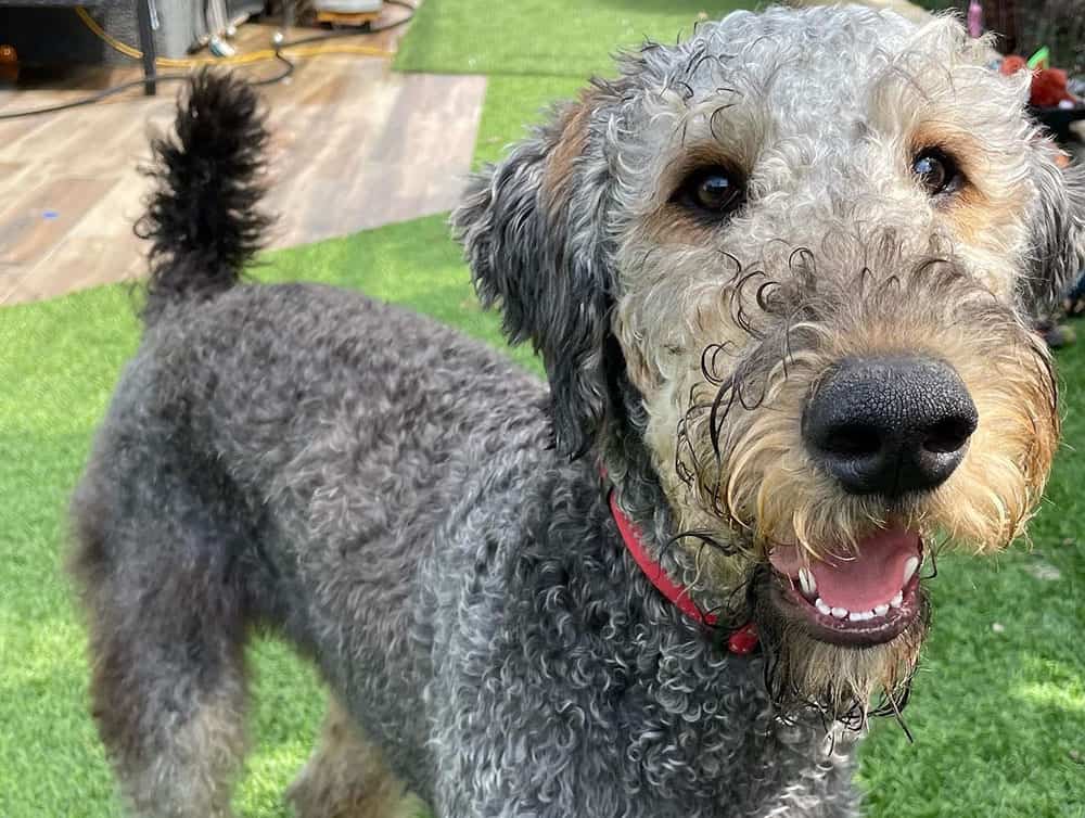 Adorable Airedoodle dog