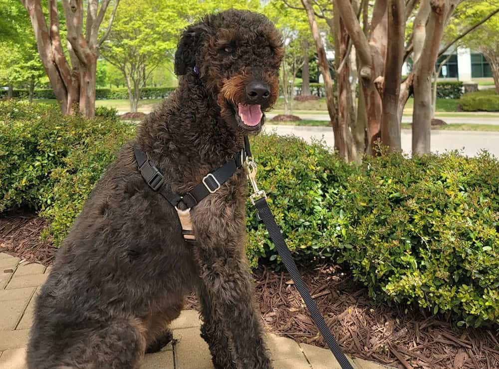 An Airedoodle dog during the weekend walk