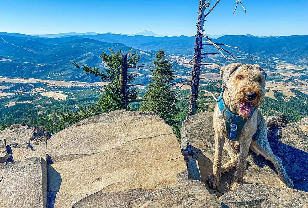An Airedoodle dog while on hike