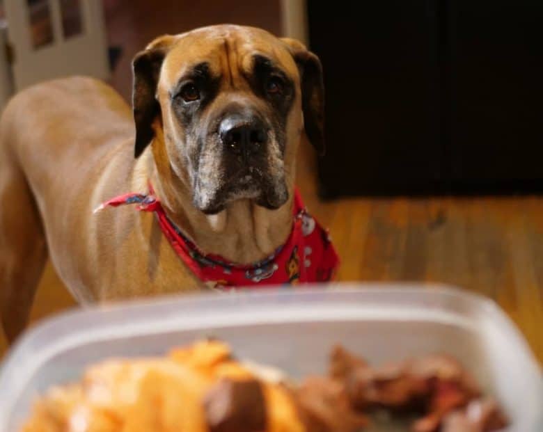 Diet of an American Mastiff