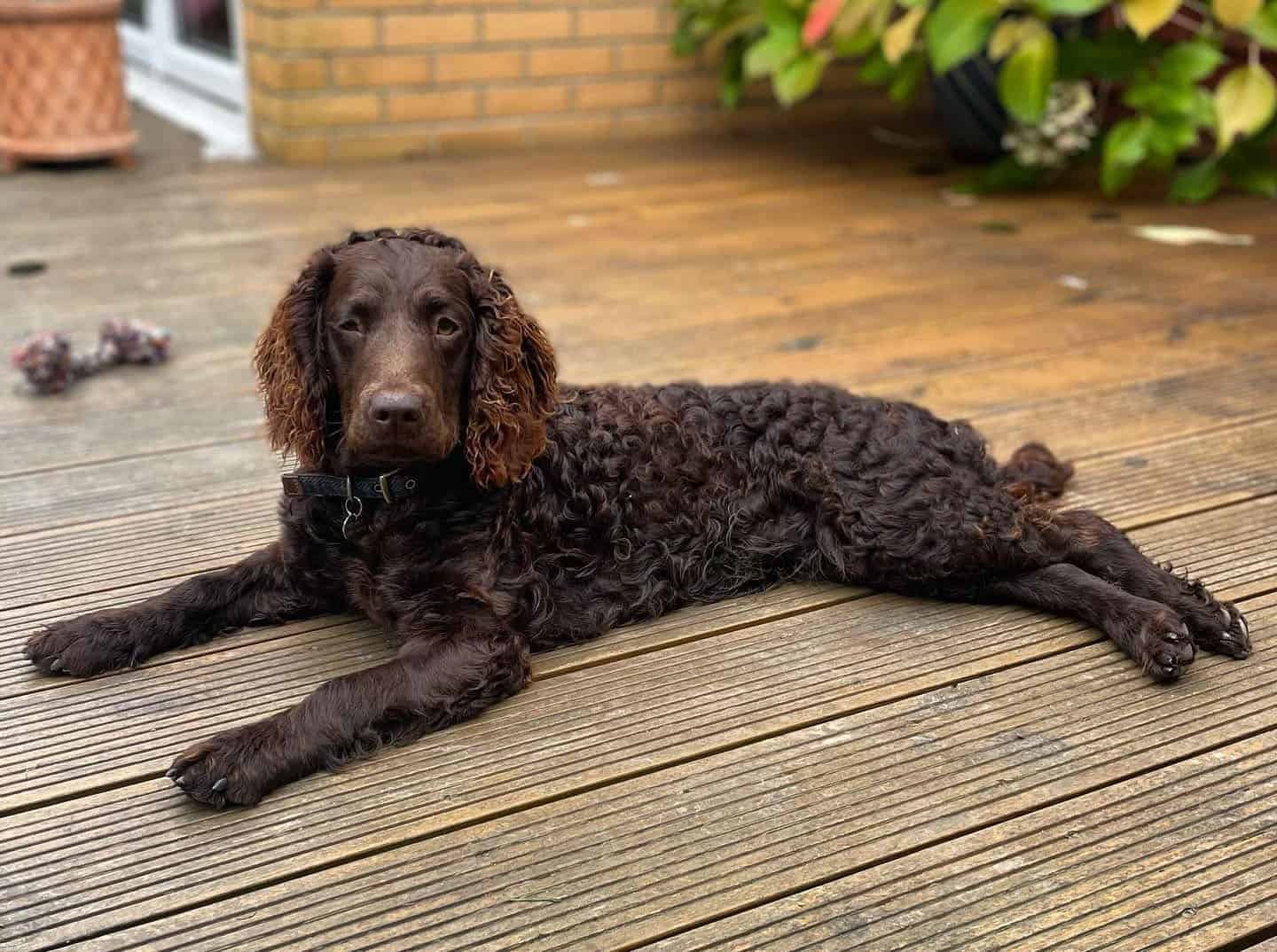 An American Water Spaniel dog laying on the floor