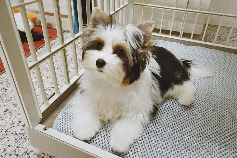 A Biewer Terrier puppy in its crate