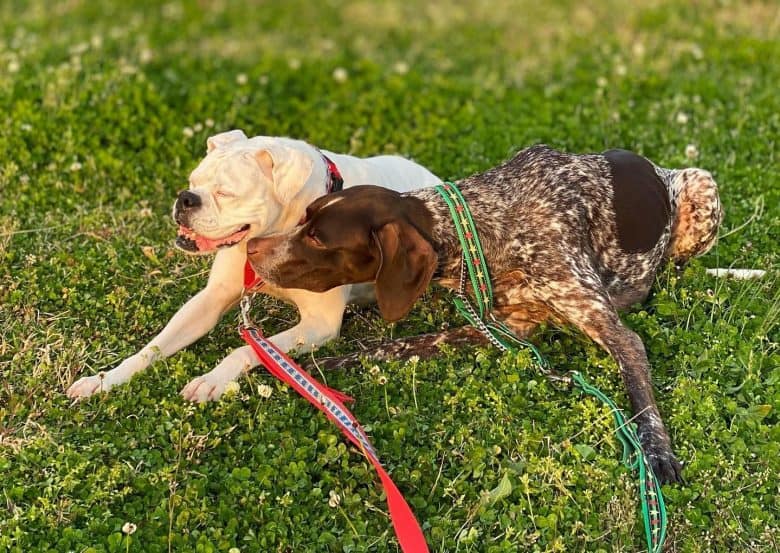 A White Boxer with a German Shorthaired Pointer
