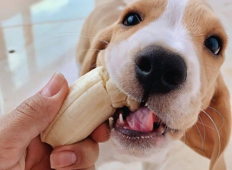 A Beagle eating a banana