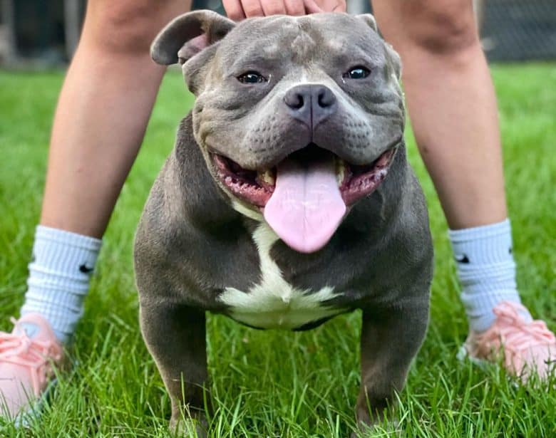 A big mouth Blue American Bully