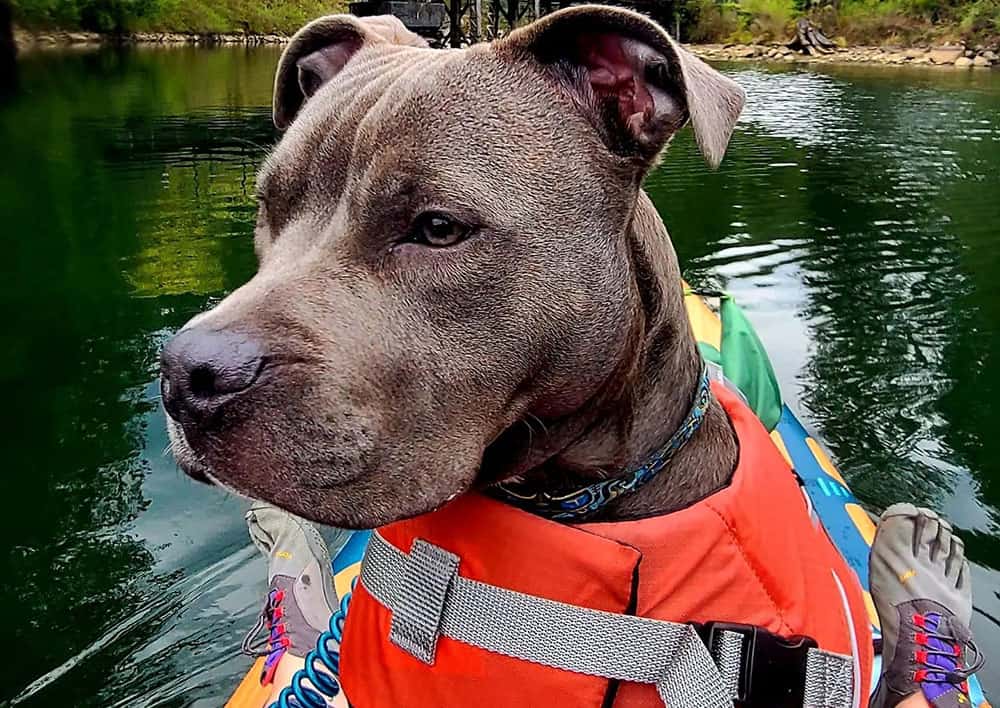 A Blue American Bully in a paddle boarding