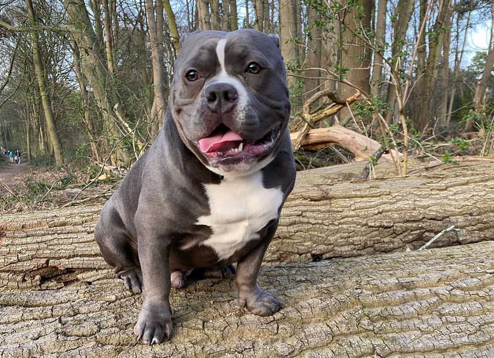 A Blue American Bully in the woods