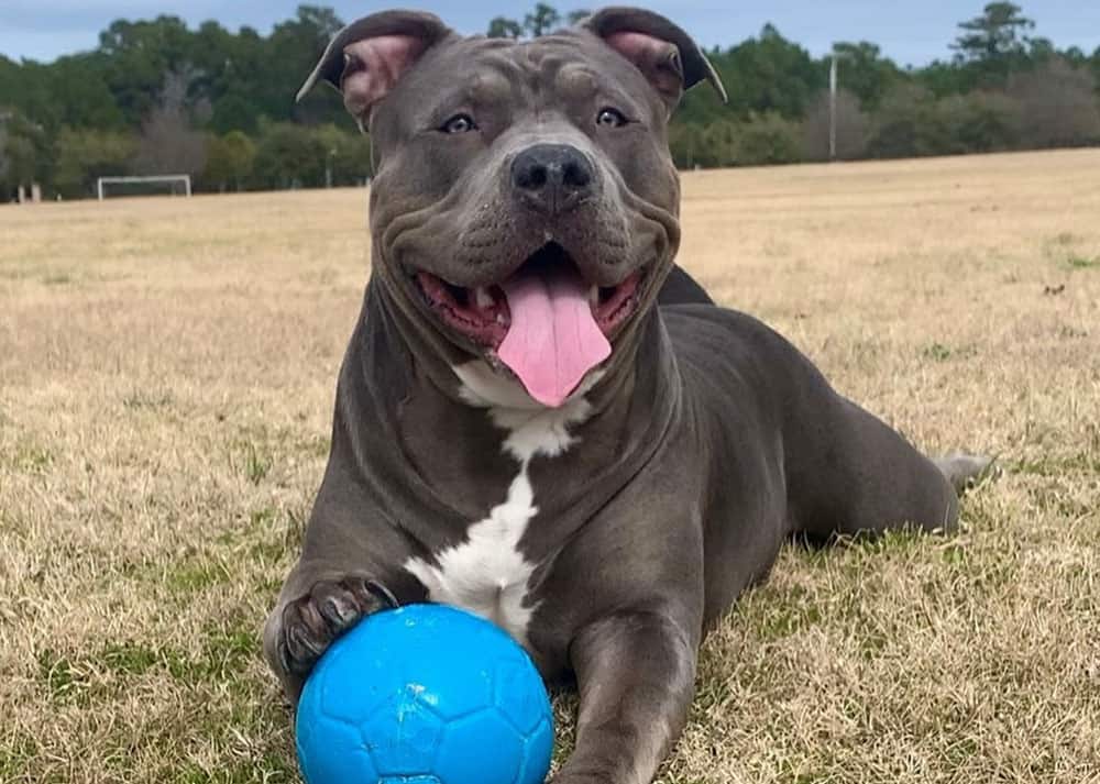 A Blue American Bully playing in the soccer field