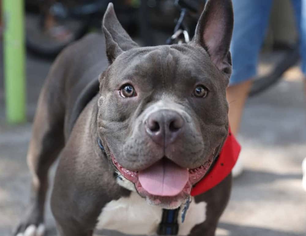 Blue American Bully Puppy