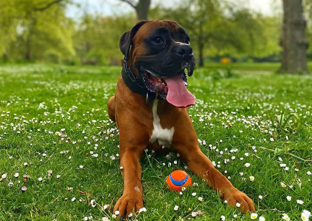 A Boxer dog playing at the park