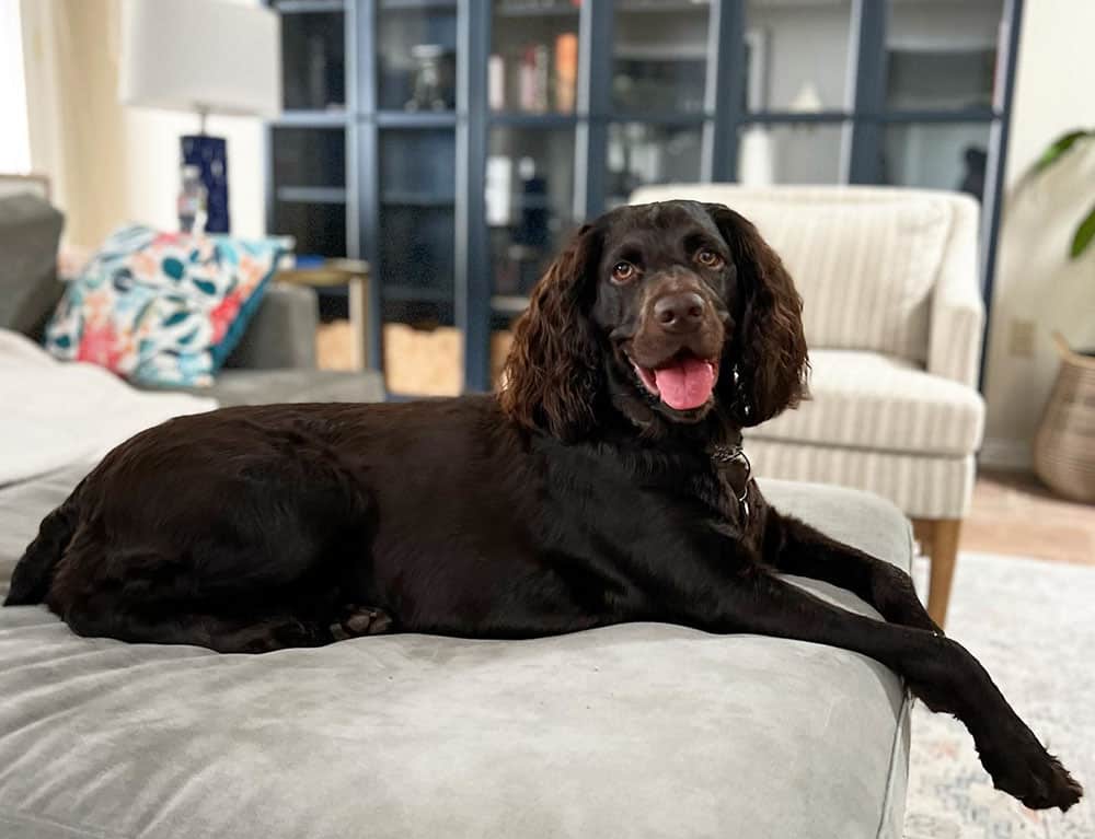 A Boykin Spaniel dog lounging on the bed