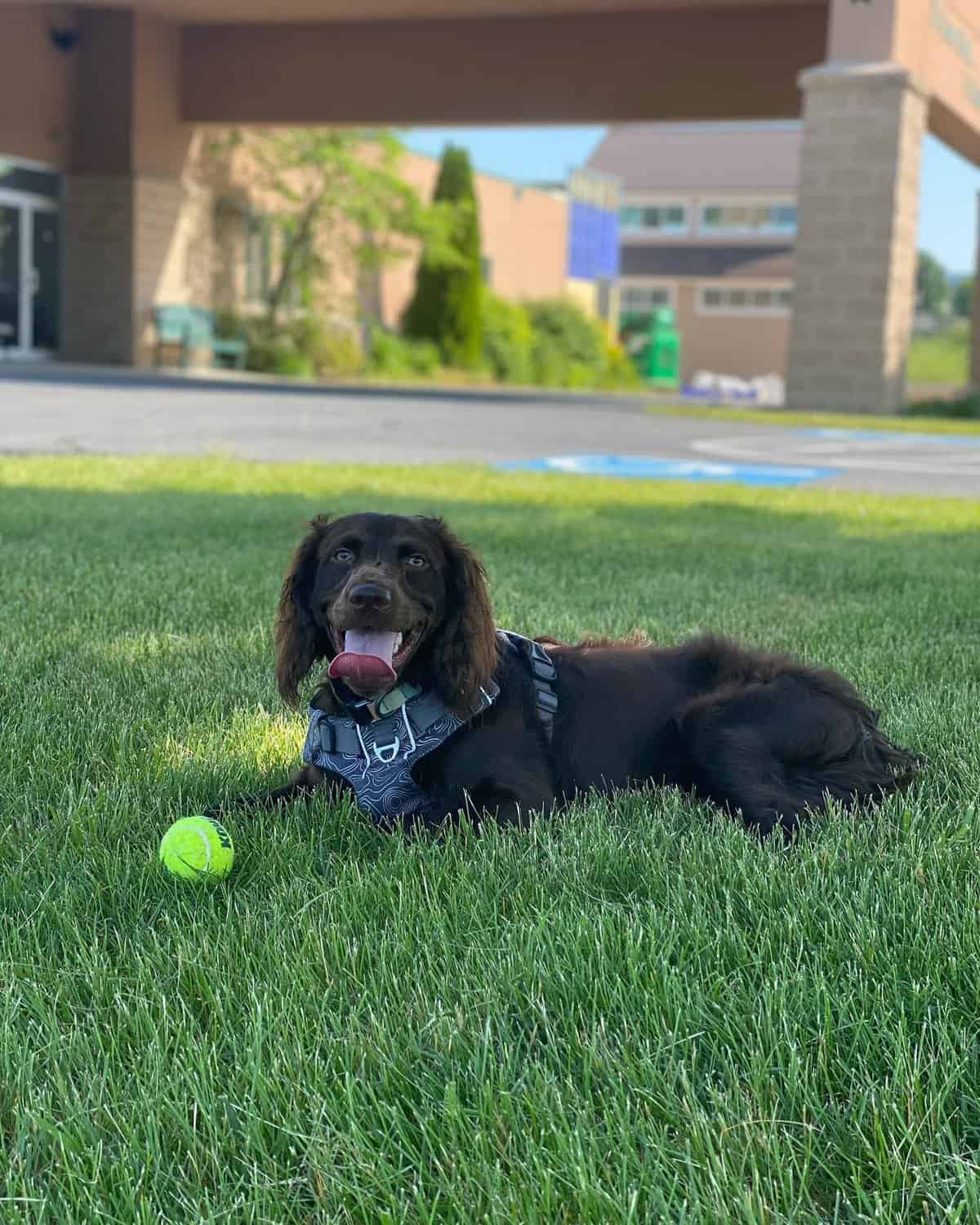 A playful Boykin Spaniel enjoying the tennis ball