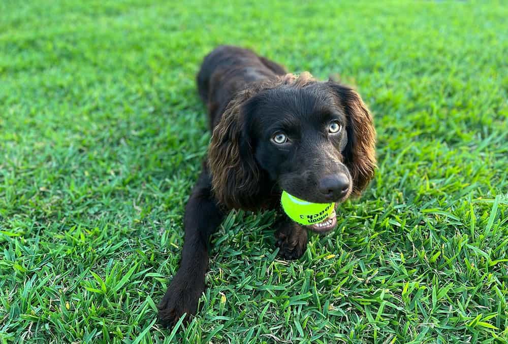 A Boykin Spaniel dog playing a tennis ball