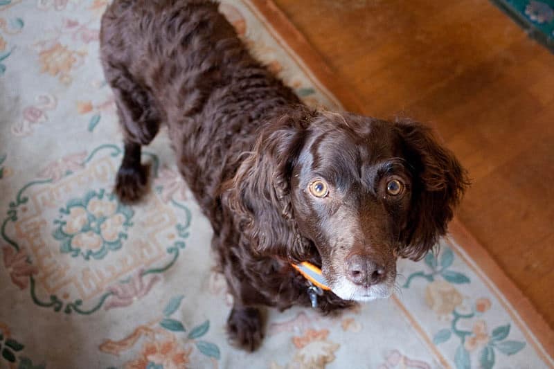 A Boykin Spaniel dog with the beautiful eyes