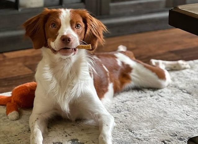 A Brittany Spaniel eating a peanut butter chew