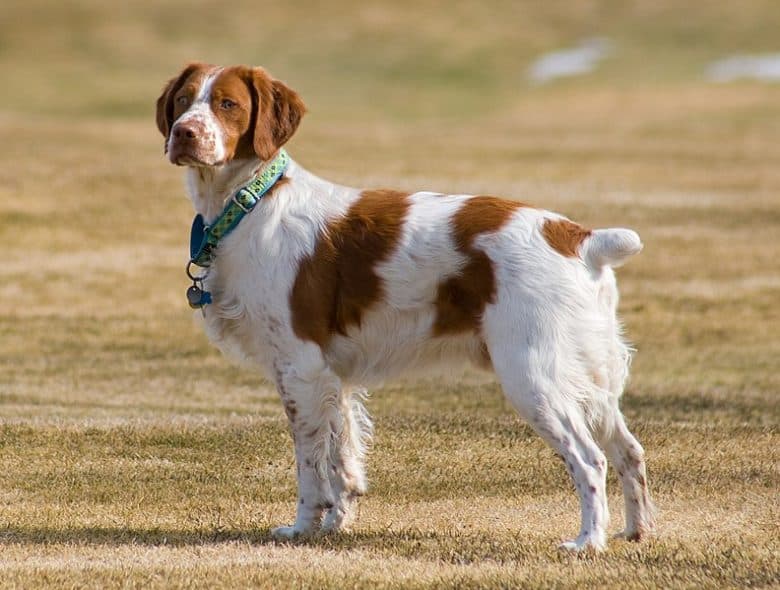 An eleven-month-old male Brittany Spaniel