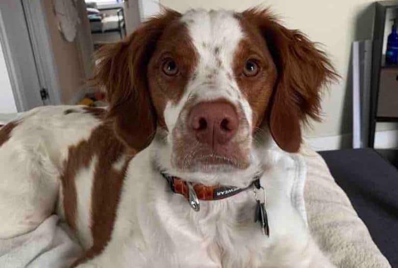 A Brittany Spaniel in bed