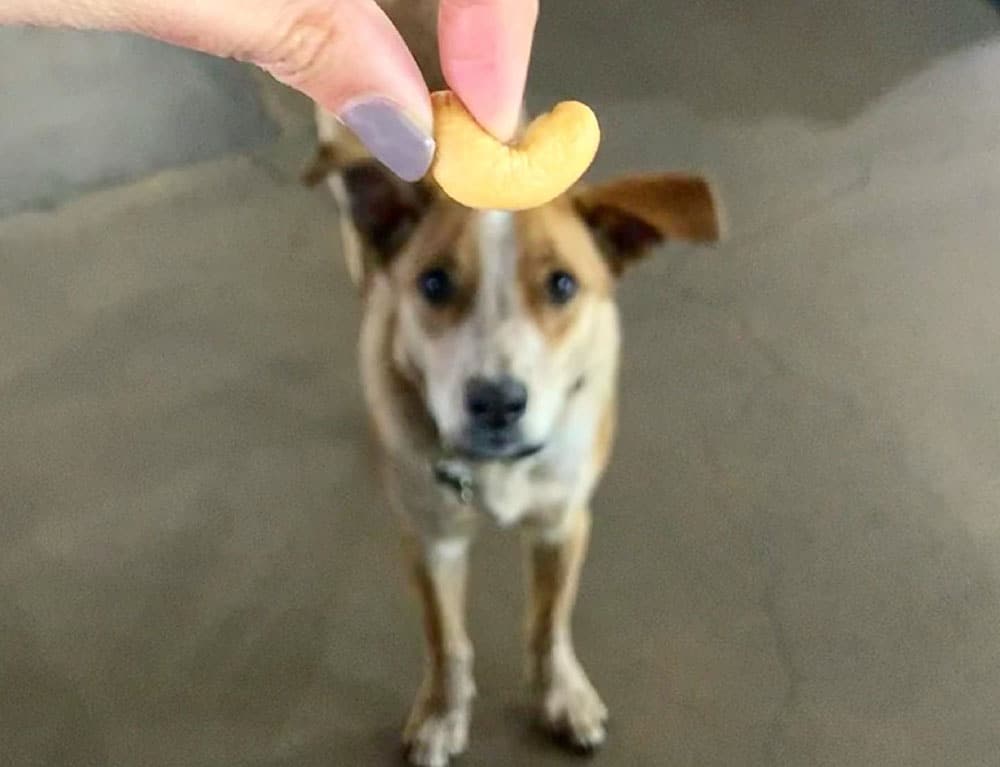 A Cattle dog excited for the cashew snacks