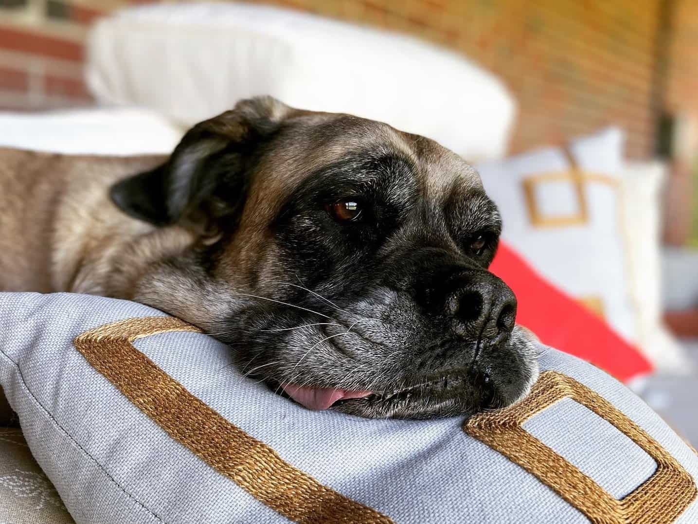 English Mastiff Dog Breed Pictures, Colors, Bark, Characteristics, and