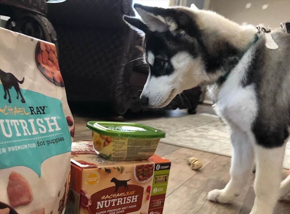 A dog checking the favorite Rachael Ray Nutrish food