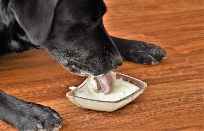 A black dog eating yogurt from a glass cup