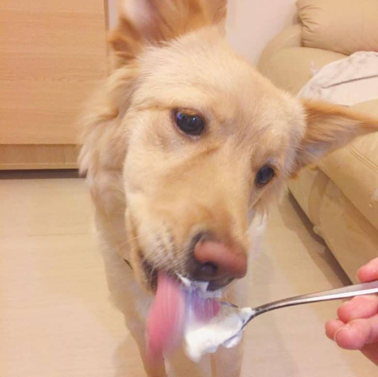 A dog eating yogurt from a spoon