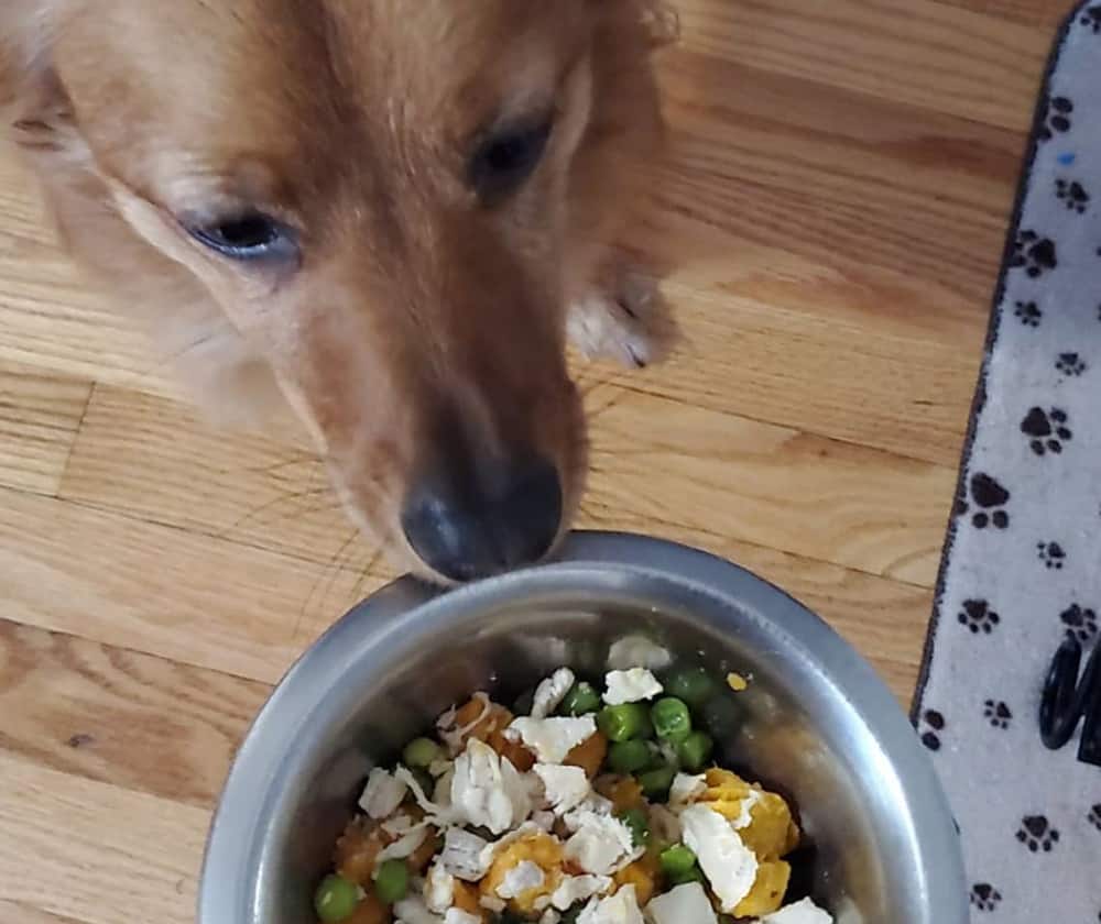 A dog got delicious chicken mix meal