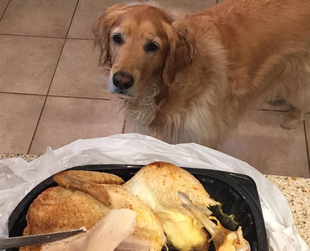 A dog waiting for the juicy chicken