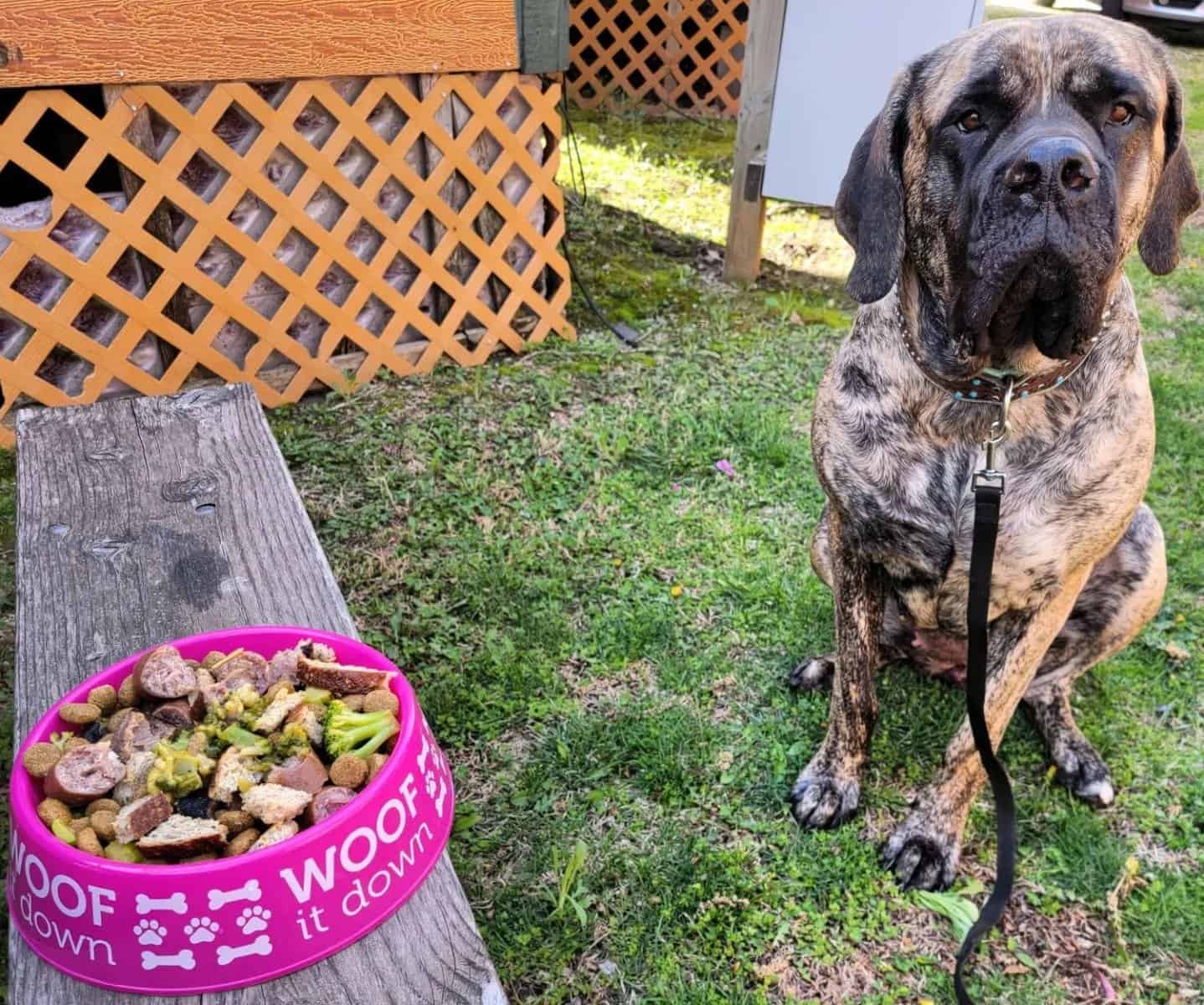 English Mastiff Dog Breed Pictures, Colors, Bark, Characteristics, and