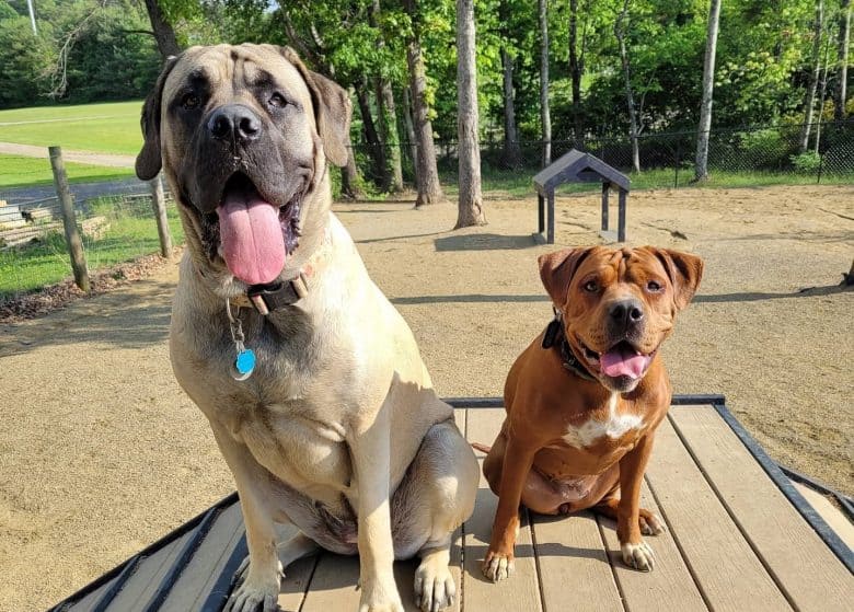 An English Mastiff with another dog