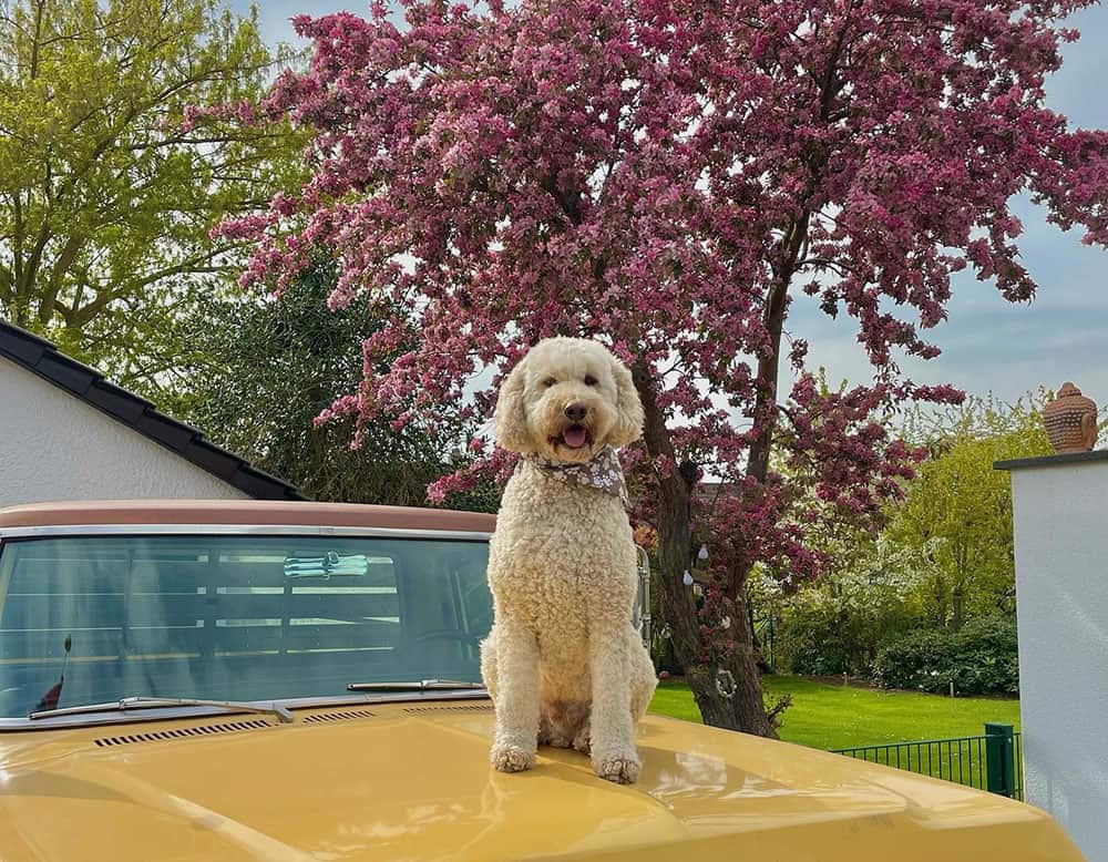 Golden Labradoodle on top of the car