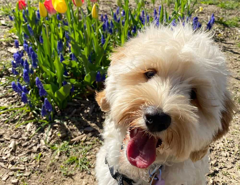 Golden Labradoodle selfie with the flowers