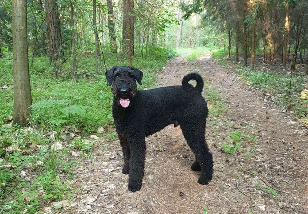 A handsome looks of an Airedoodle in the woods