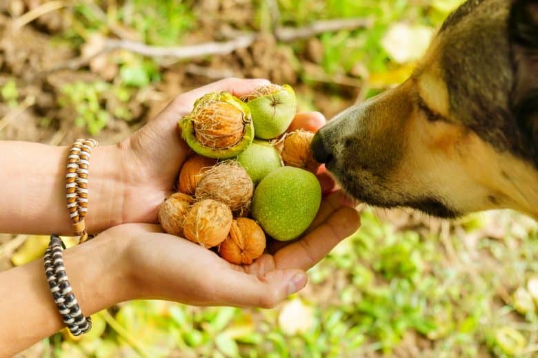 A dog sniffing walnuts