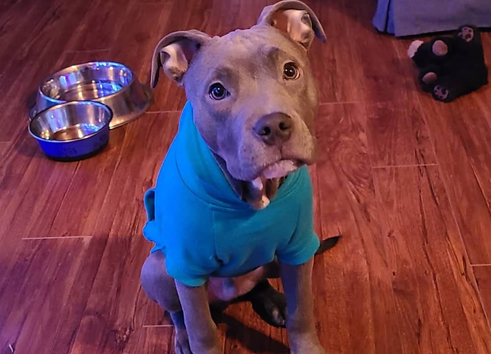 A hungry Blue American Bully waiting for the meal