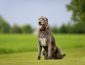 Irish Wolfhound Dog Breed: Pictures, Colors, Bark, Characteristics, and Diet