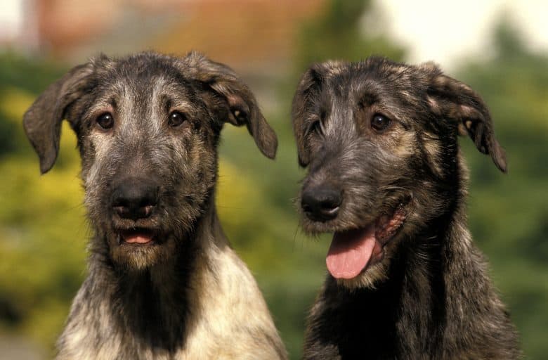 A close-up image of two Irish Wolfhounds