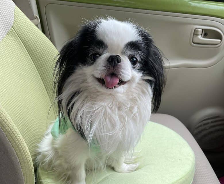 A Japanese Chin sitting in a car
