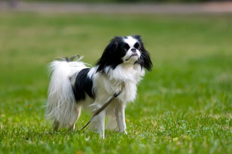 A Japanese Chin standing outdoors