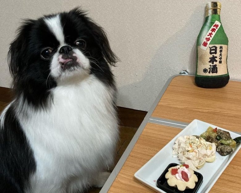 A Japanese Chin with food