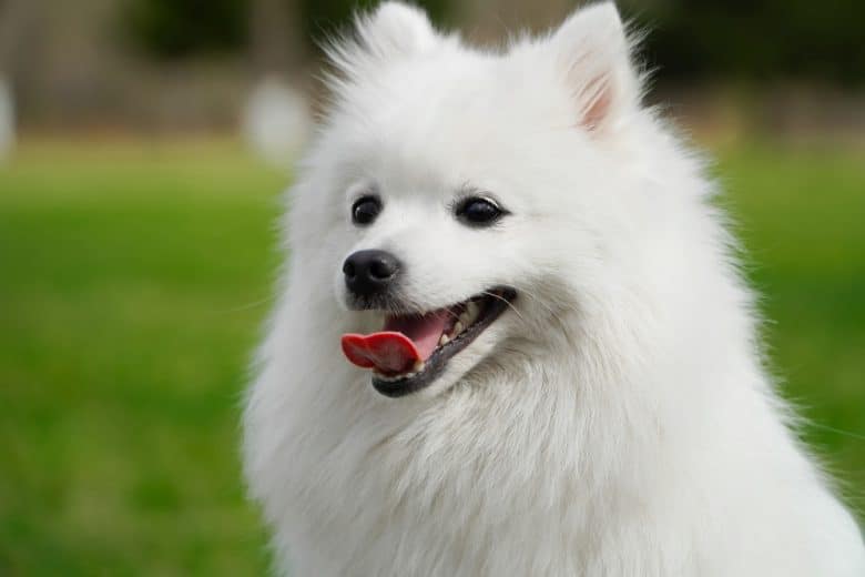 A white Japanese Spitz sticking its tongue out
