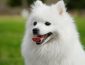 Japanese Spitz Dog Breed: Pictures, Colors, Bark, Characteristics, and Diet